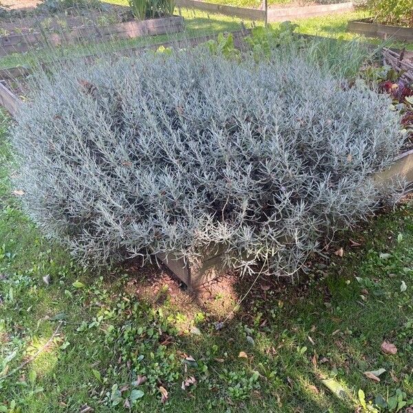 Helichrysum italicum Yaprak