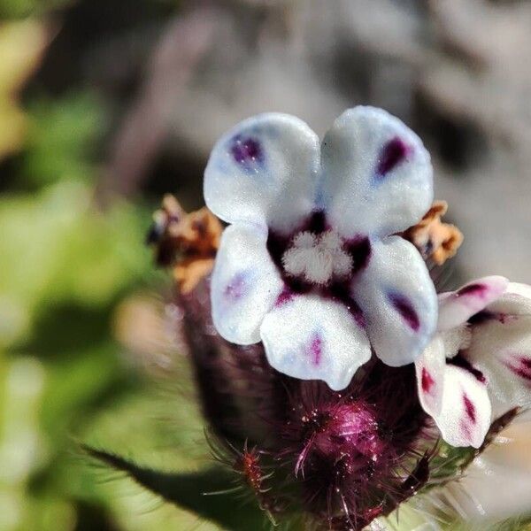 Anchusa variegata Blüte