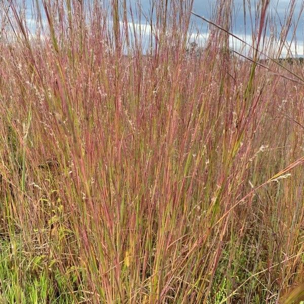 Andropogon gerardi Leaf