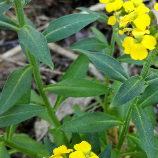 Erysimum × cheiri Hábito