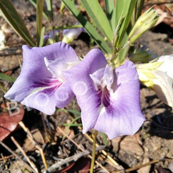 Clitoria mariana Çiçek