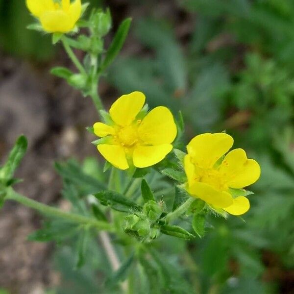 Potentilla rhenana Flower