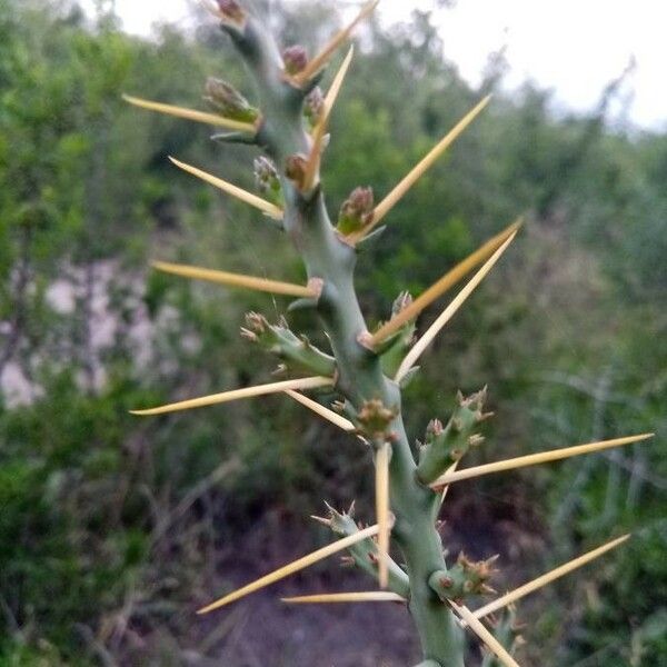 Cylindropuntia leptocaulis Kéreg