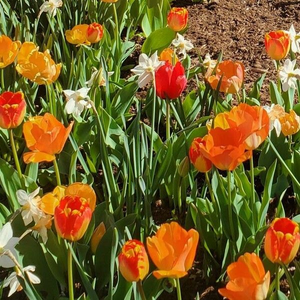 Tulipa gesneriana Flower