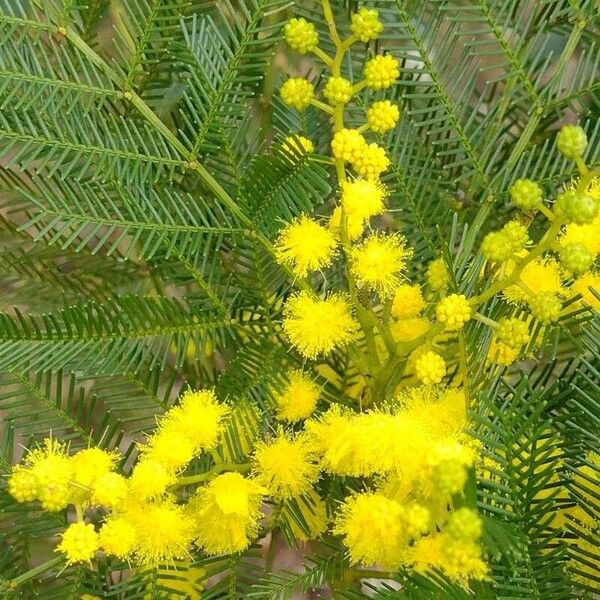 Acacia decurrens Žiedas