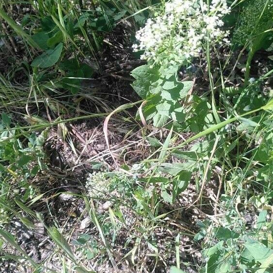 Lepidium latifolium Habit