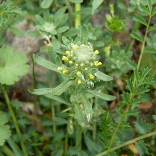 Alyssum alyssoides Flower