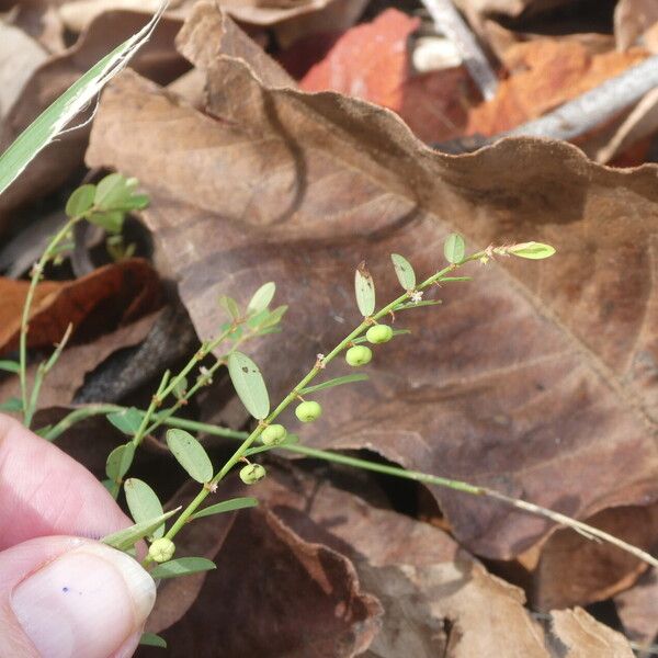 Phyllanthus virgatus Frukto