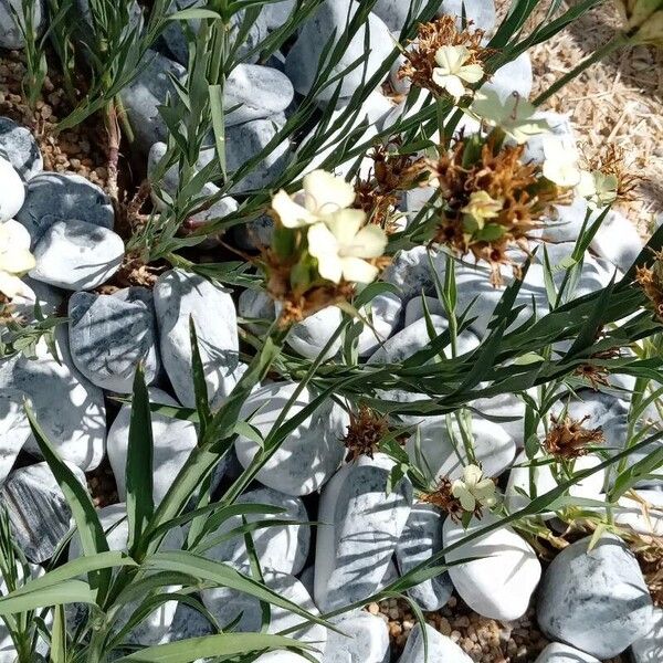 Dianthus knappii