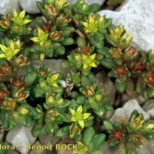 Sedum litoreum Pokrój