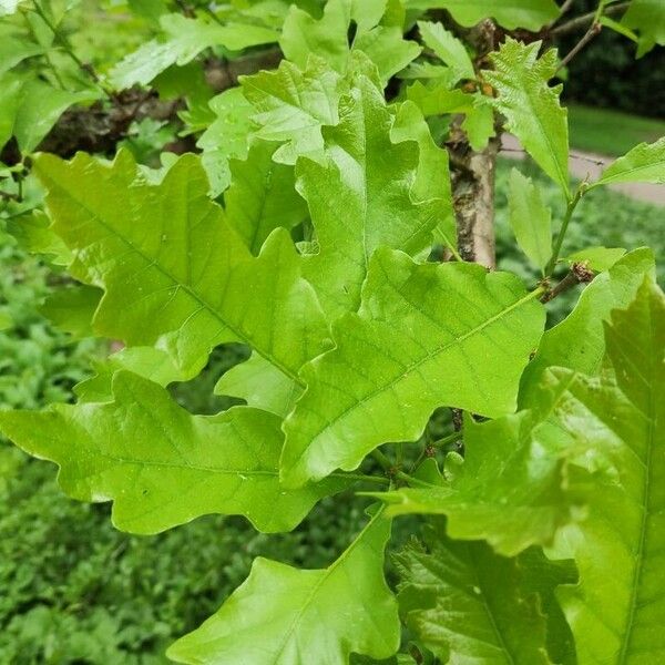 Quercus lyrata Hoja