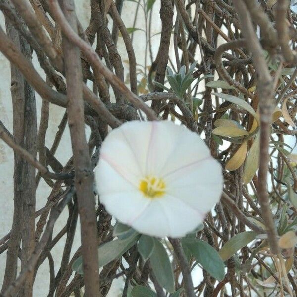 Convolvulus cneorum Flor