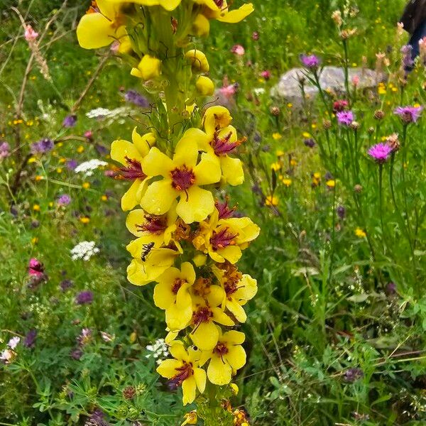 Verbascum nigrum Flower