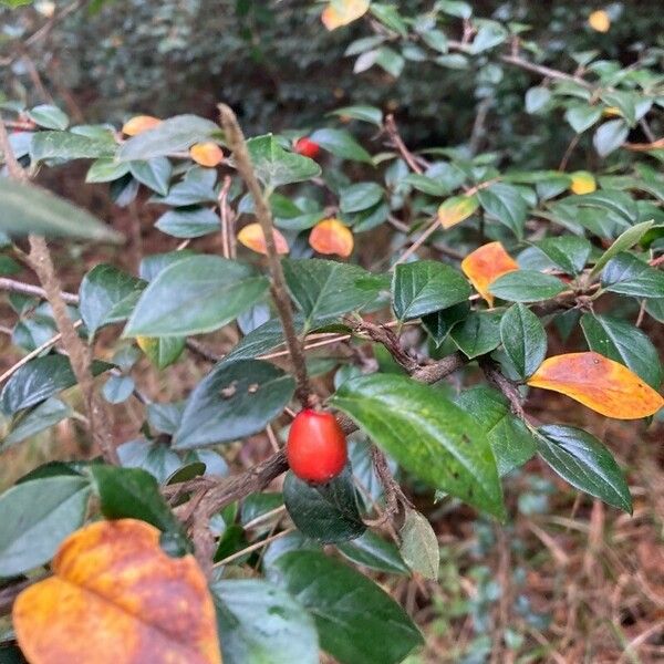 Cotoneaster simonsii Frugt