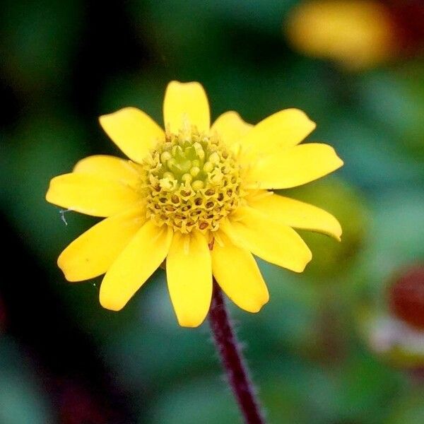 Sanvitalia procumbens Fiore