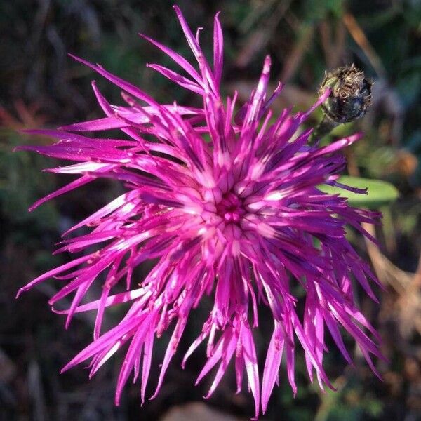 Centaurea jacea Fleur