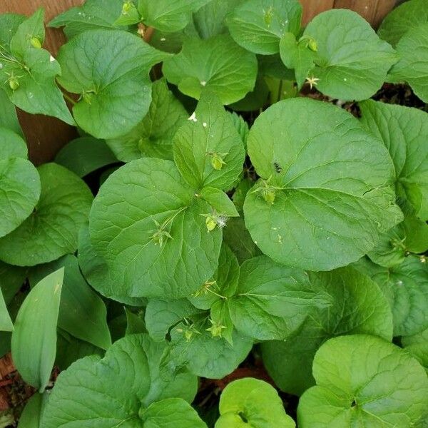 Viola canadensis Foglia