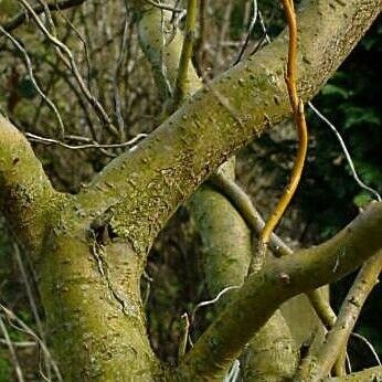 Salix babylonica Žievė