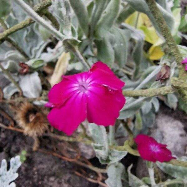 Silene coronaria Flower