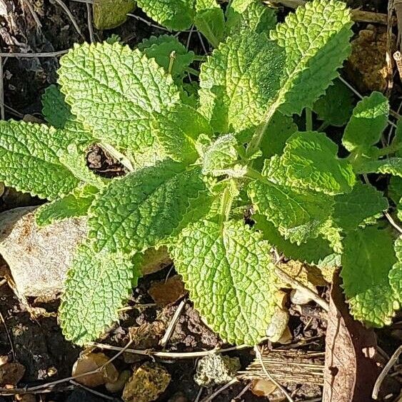 Betonica macrantha Leaf