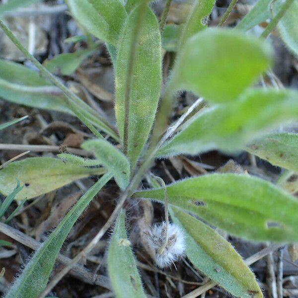 Plantago lagopus 葉