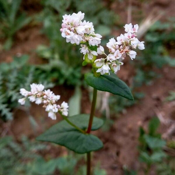 Fagopyrum esculentum 花