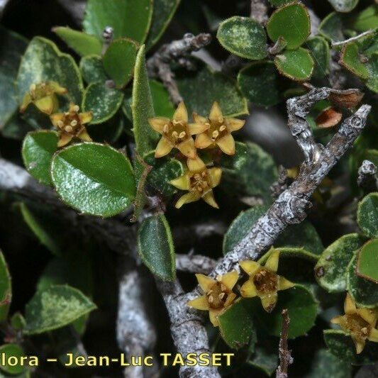 Rhamnus myrtifolia Bloem