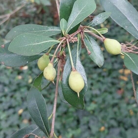 Pittosporum heterophyllum Lapas