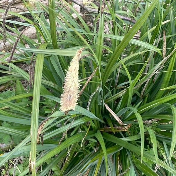 Carex pendula Õis