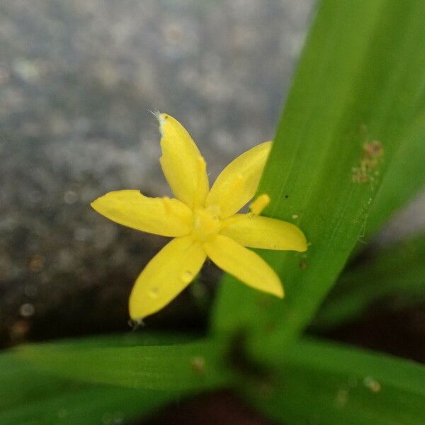 Hypoxis decumbens Çiçek