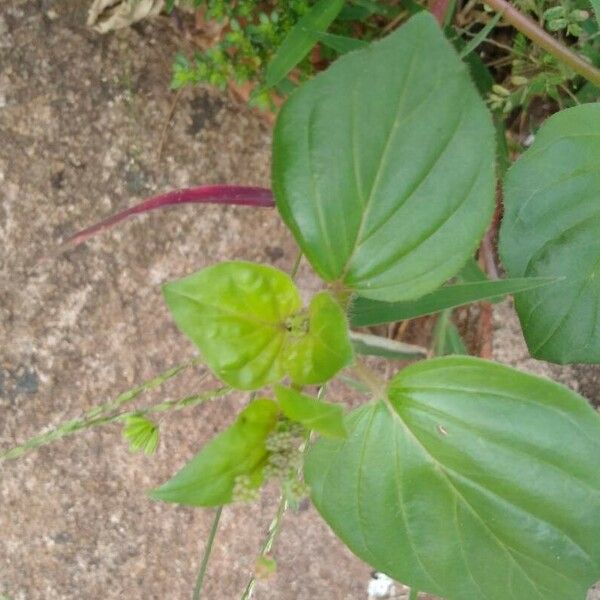 Boerhavia diffusa 叶