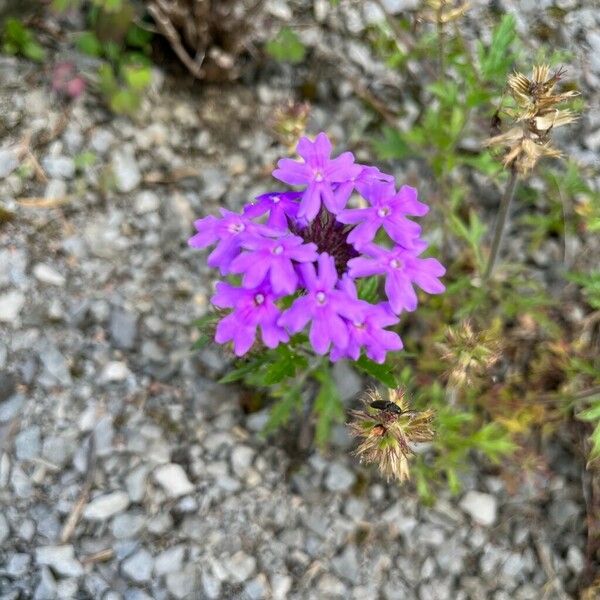 Verbena bipinnatifida Flower