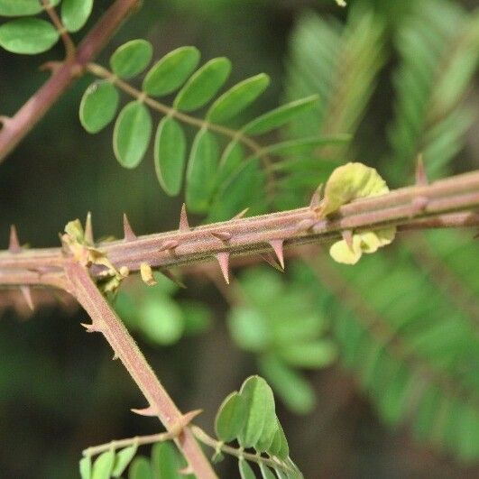 Caesalpinia decapetala ᱪᱷᱟᱹᱞᱤ