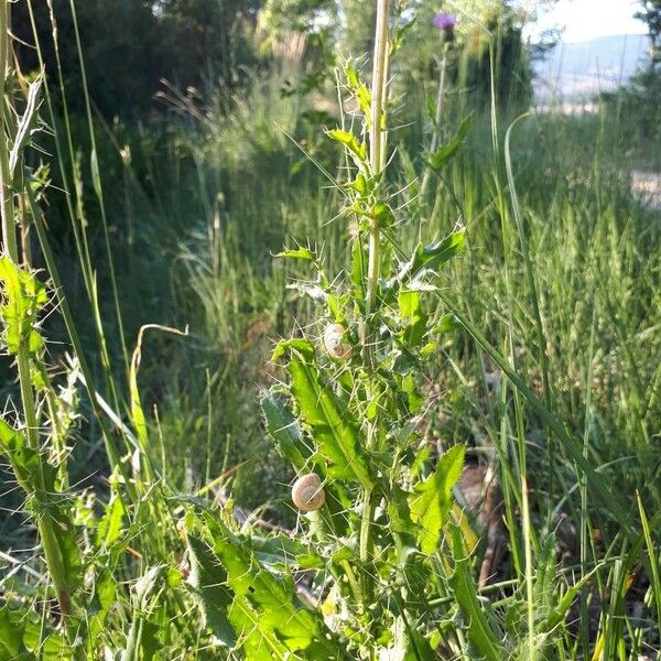 Cirsium pyrenaicum 葉