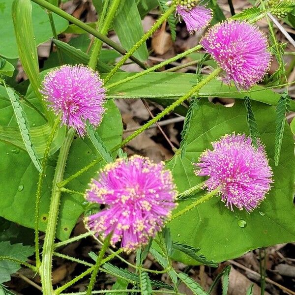 Mimosa quadrivalvis Flors