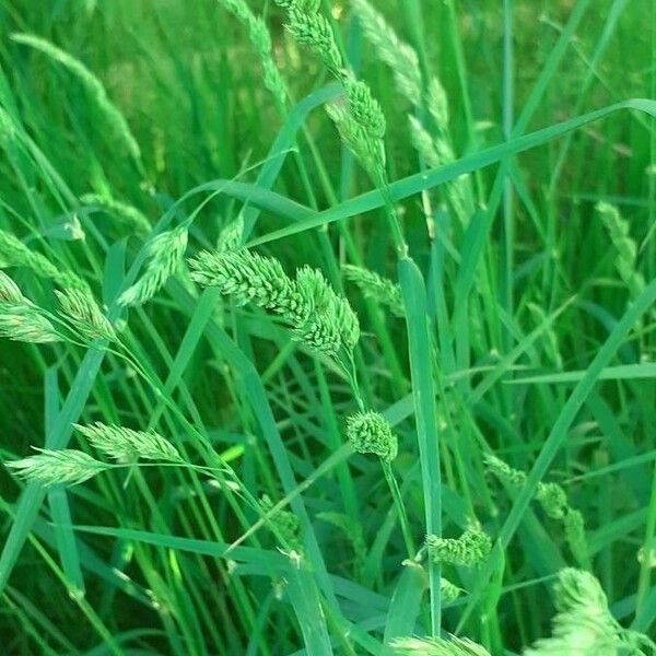 Dactylis glomerata 花