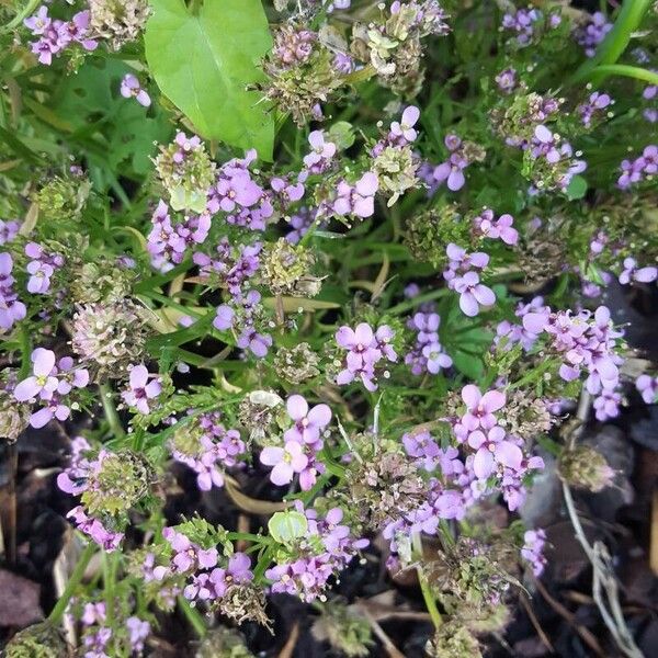 Iberis umbellata Fleur