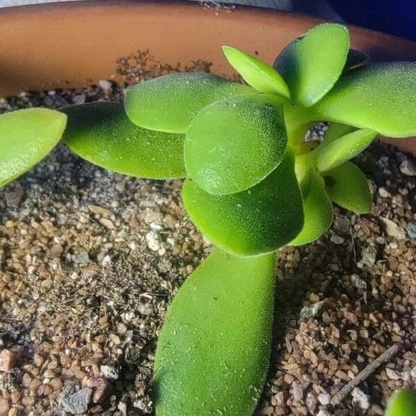 Crassula pubescens Blad