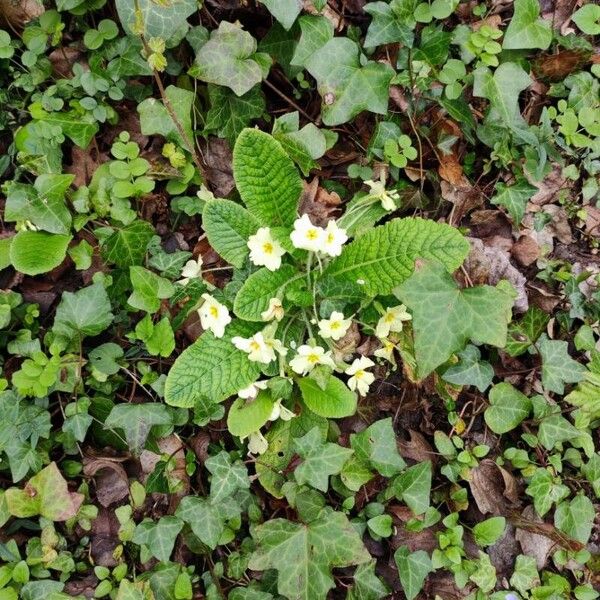 Primula vulgaris 花