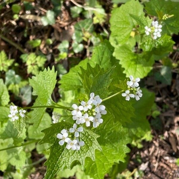 Alliaria petiolata Fiore