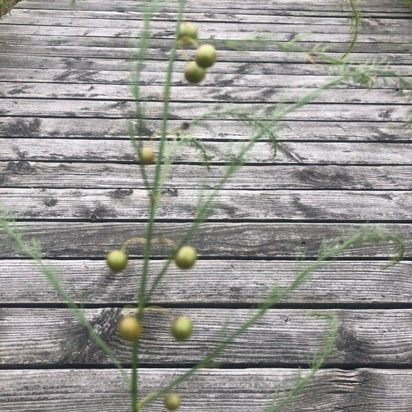 Asparagus officinalis Ffrwyth