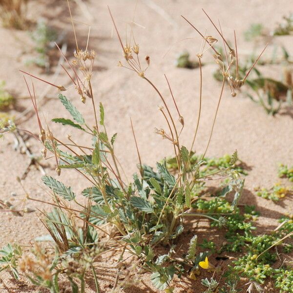 Monsonia nivea Habitat