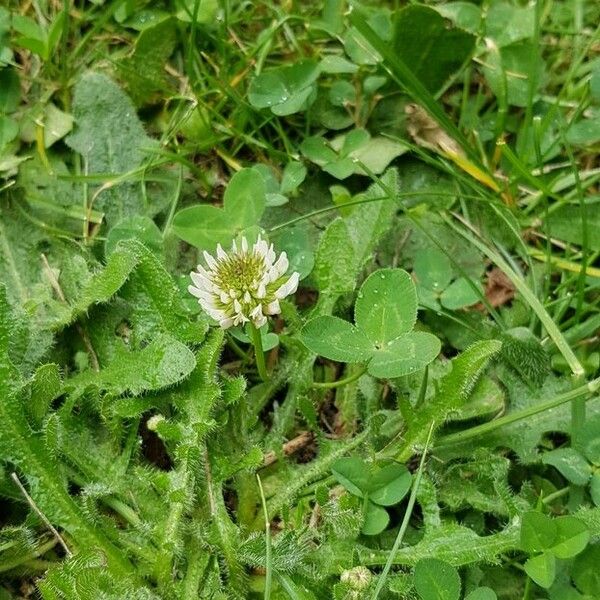 Trifolium repens Hábito