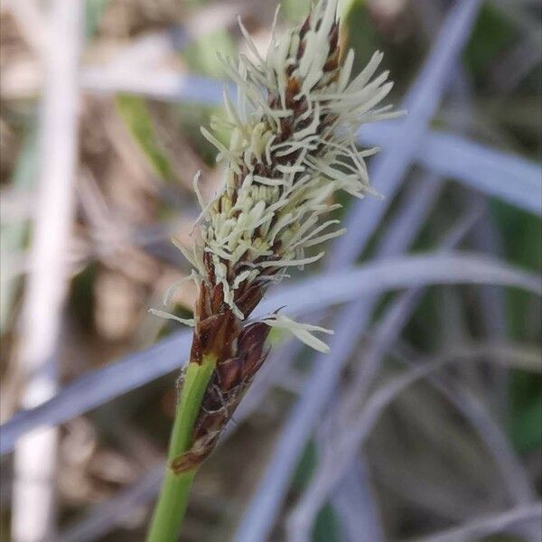 Carex montana Квітка
