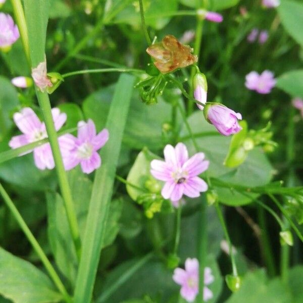 Claytonia sibirica Квітка