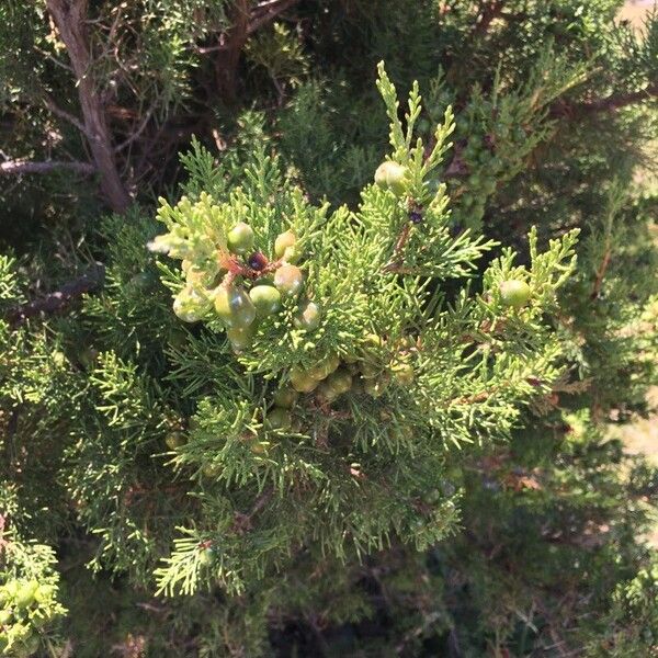 Juniperus phoenicea 果實