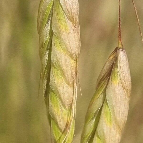 Bromus squarrosus Цвят