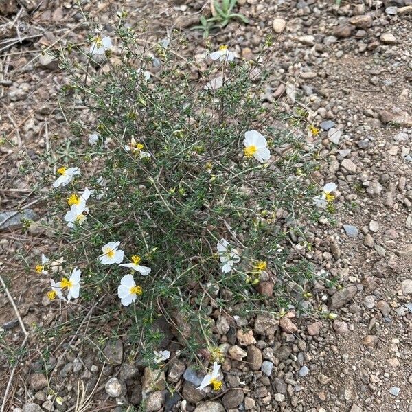 Helianthemum almeriense Цветок