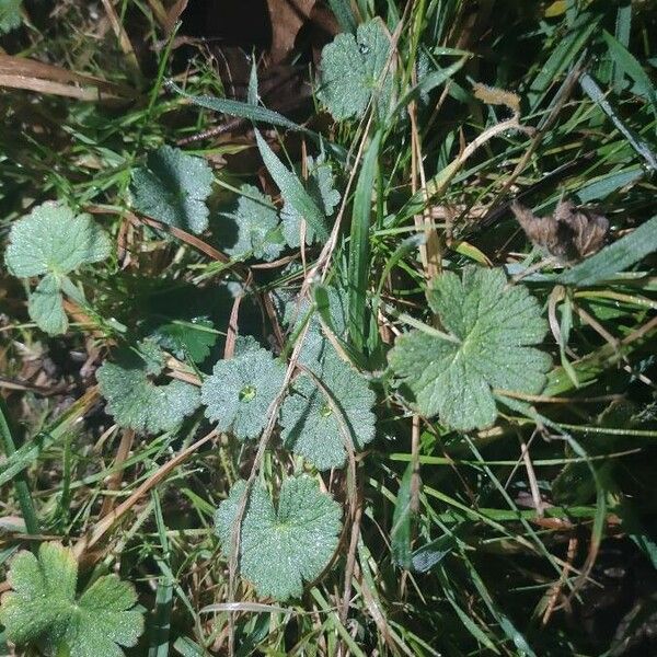 Geranium argenteum Blad