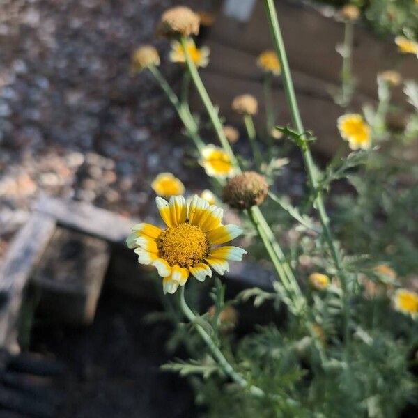 Glebionis coronaria Flower